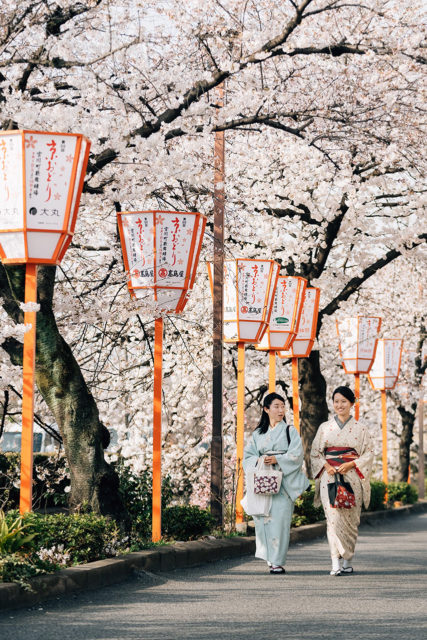 An Insider’s Guide to Cherry Blossom Season in Kyoto