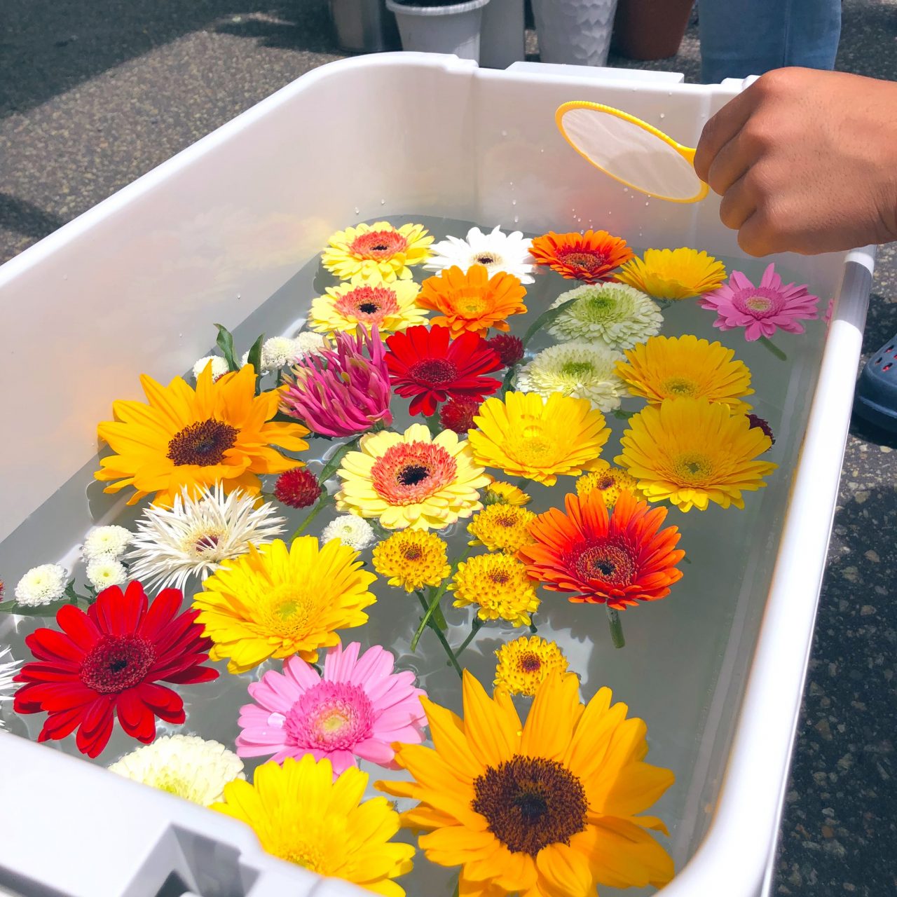 日本文化的轉變：以鮮花取代「撈金魚」，保護動物權益