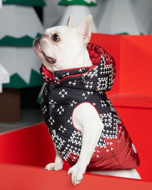Moncler Genius最新聯乘Poldo Dog Couture:給狗狗的最暖聖誕禮物