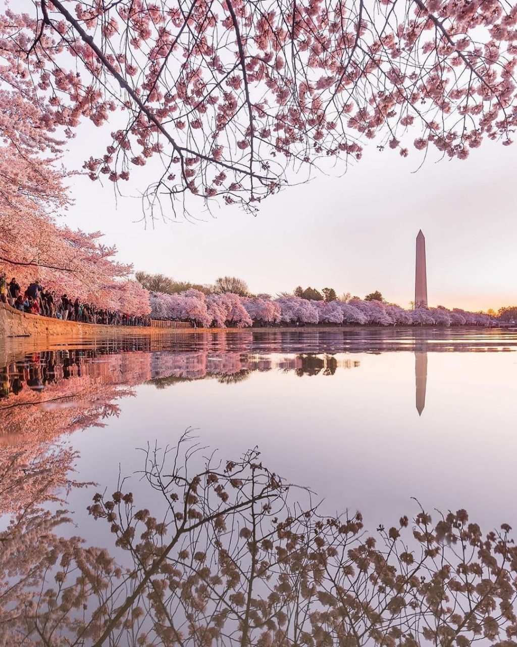 三、四月浪漫之旅｜2020 歐美賞櫻推介