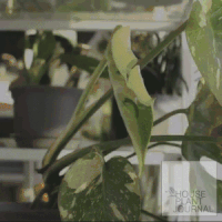 隨便種也不會死的室內植物?適合新手種植的室內植物,只需要每兩星期才澆水一次?