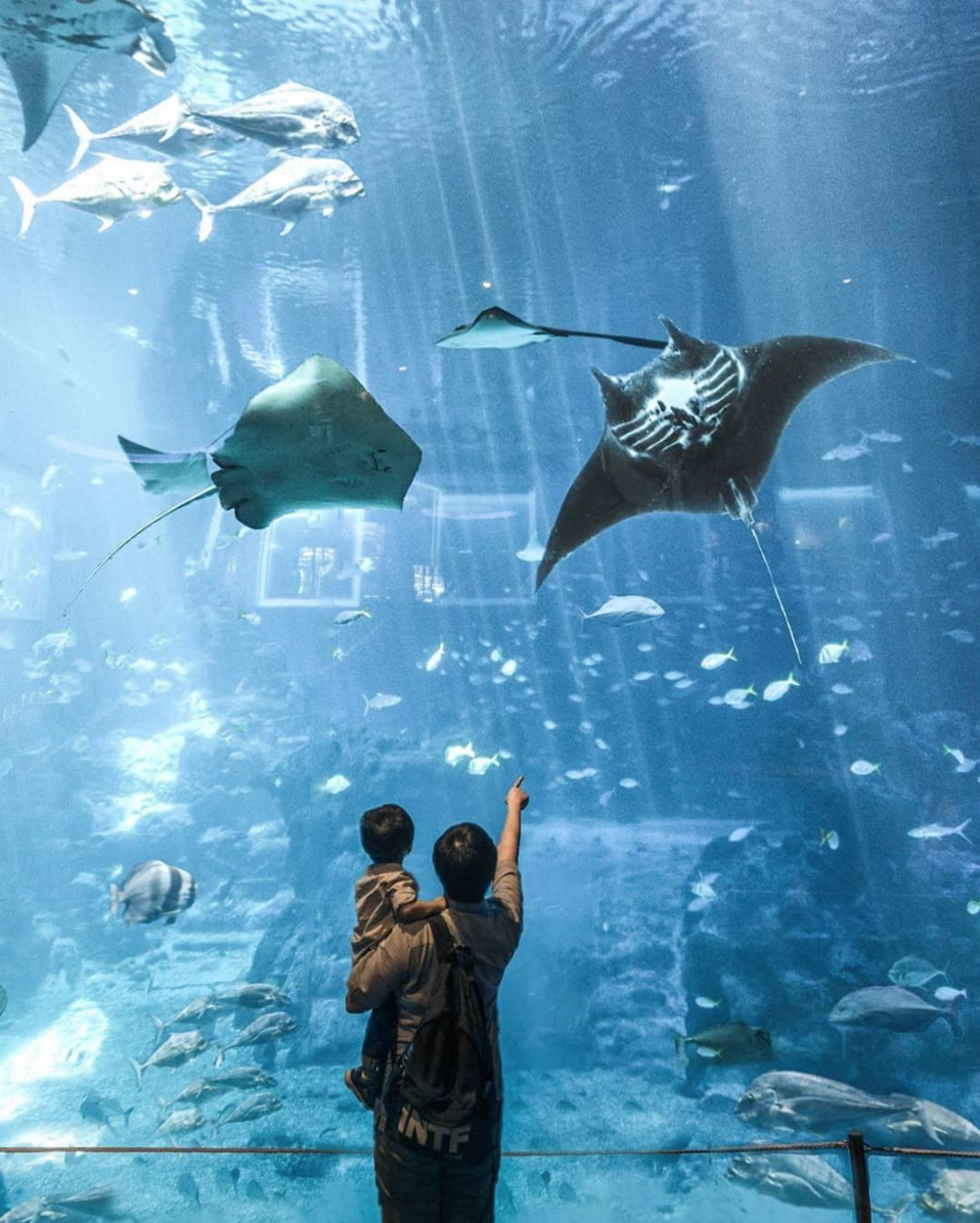 深入海底世界？一生人必定去一次的世界五大夢幻水族館！
