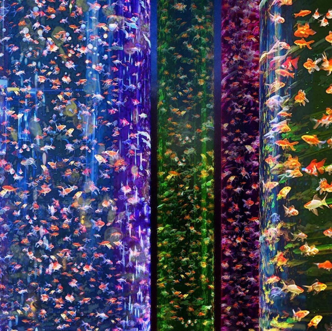 打卡背後是金魚的地獄？ 「有生命的藝術館」日本東京夢幻Art Aquarium金魚展捲入動物權益爭議