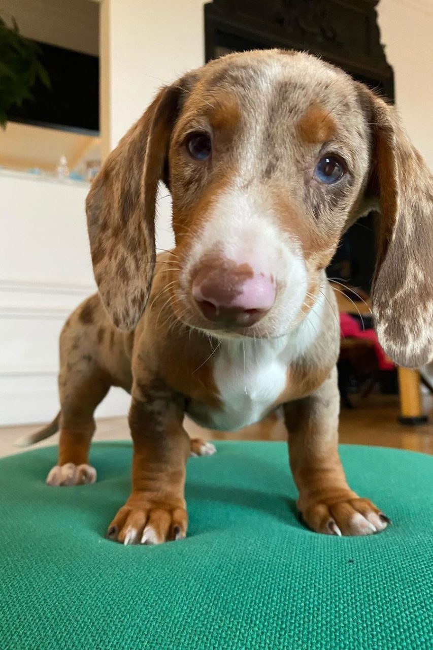 Simon Porte Jacquemus 加入養狗行列：為你介紹可愛臘腸犬Touou！