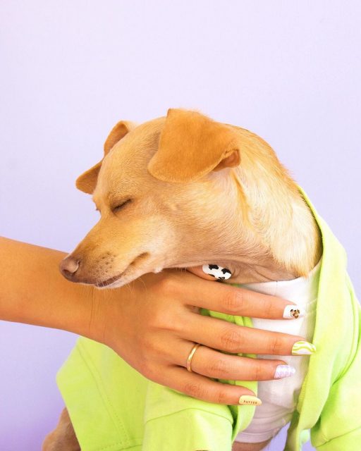 狗狗愛美麗？狗界influencer Boobie Billie推出聯乘指甲貼