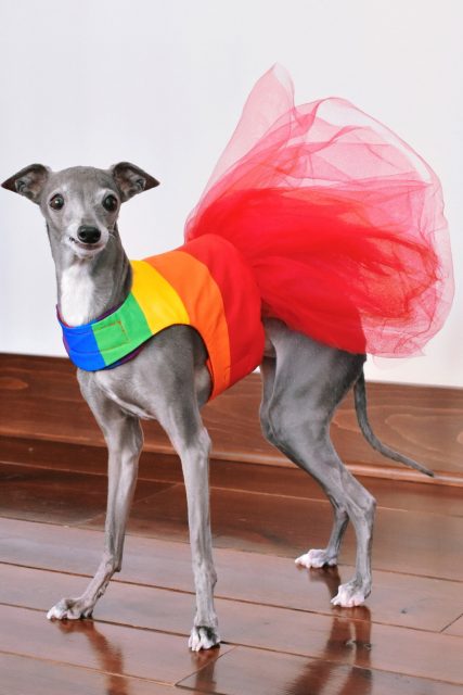 專訪最時尚的狗界KOL:Tika The Iggy日常衣櫥必備的5個單品是?