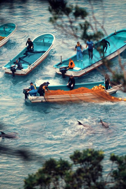 Netflix《海洋陰謀》揭露6大驚人海上真相,從此讓你三思進食海鮮餐