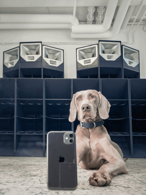 為狗狗換上節日新裝!這4個時尚品牌都在今季推出新款寵物服飾