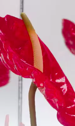 現場直播： Loewe | Spring / Summer 2023