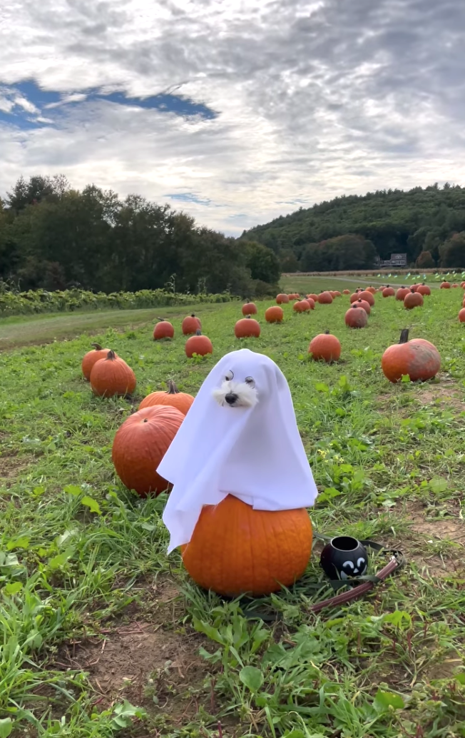 萬聖節2025：17套超可愛的狗狗Halloween服裝，每套都能成為焦點