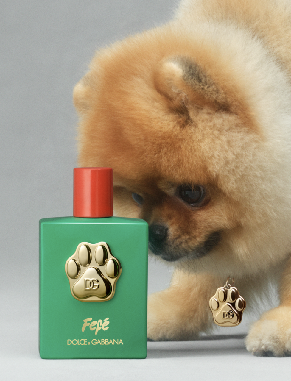 狗狗也可以用香水？Dolce & Gabbana為狗狗推出麝香香水