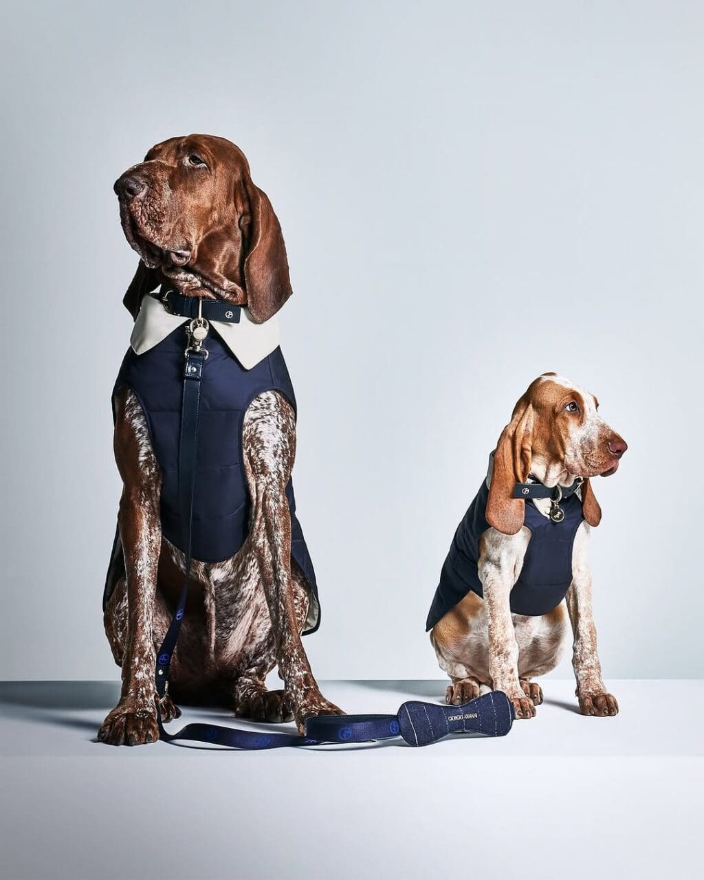 聖誕節2025丨毛孩也要參加派對！一件單品穿出多個形象的毛孩節慶造型靈感