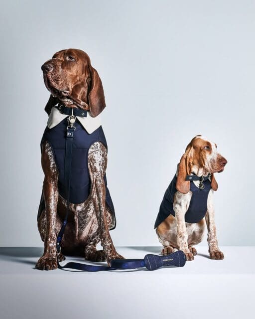 聖誕節2025丨毛孩也要參加派對!一件單品穿出多個形象的毛孩節慶造型靈感