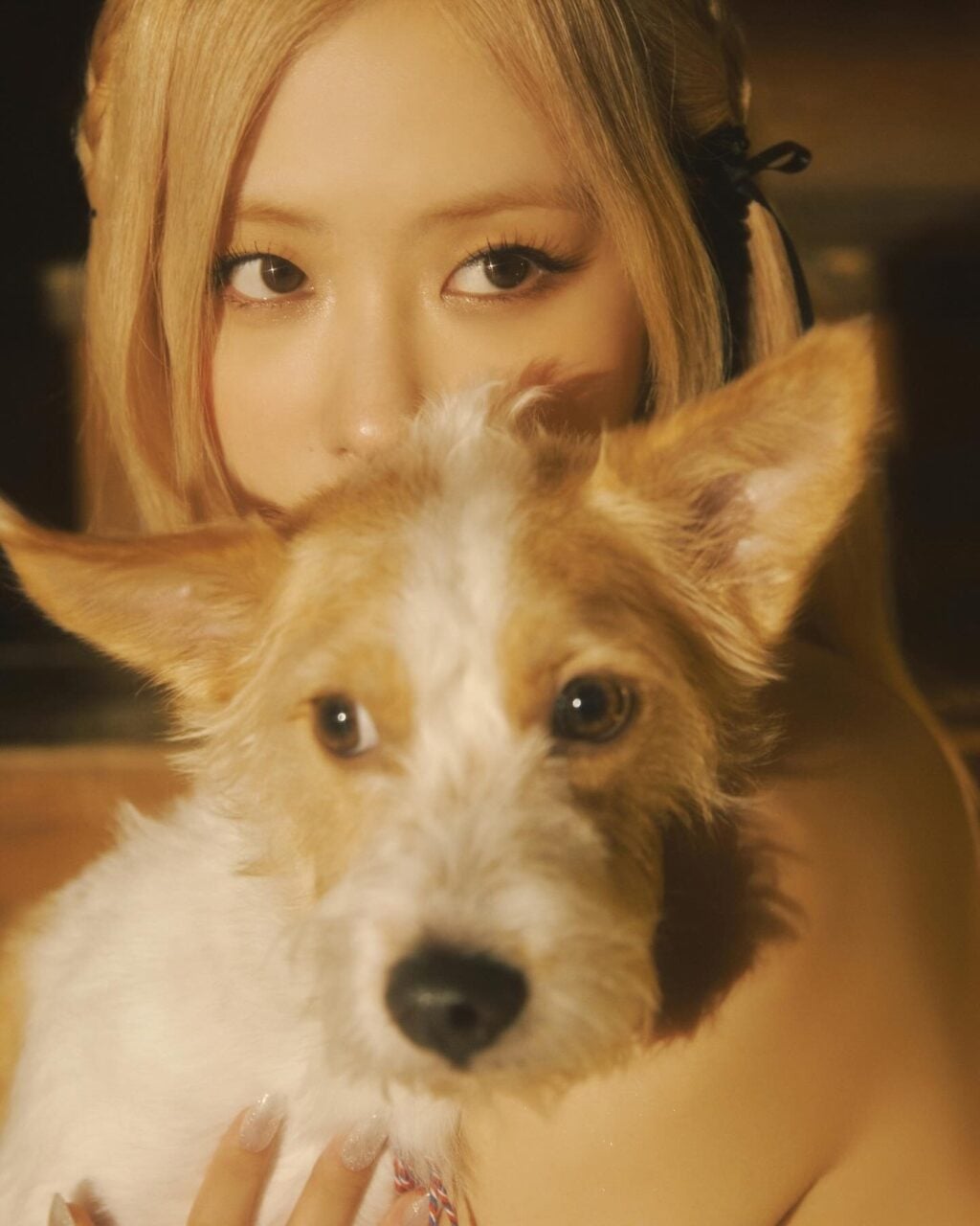 Meet the Korean Celebrity Dogs Living Their Best Lives