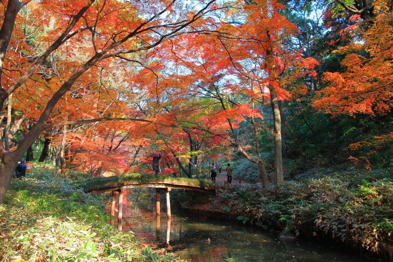 2026東京紅葉攻略及預計盛開日期｜盤點新宿御苑、六義園到小石川後樂園等紅葉觀賞聖地（附交通方式）