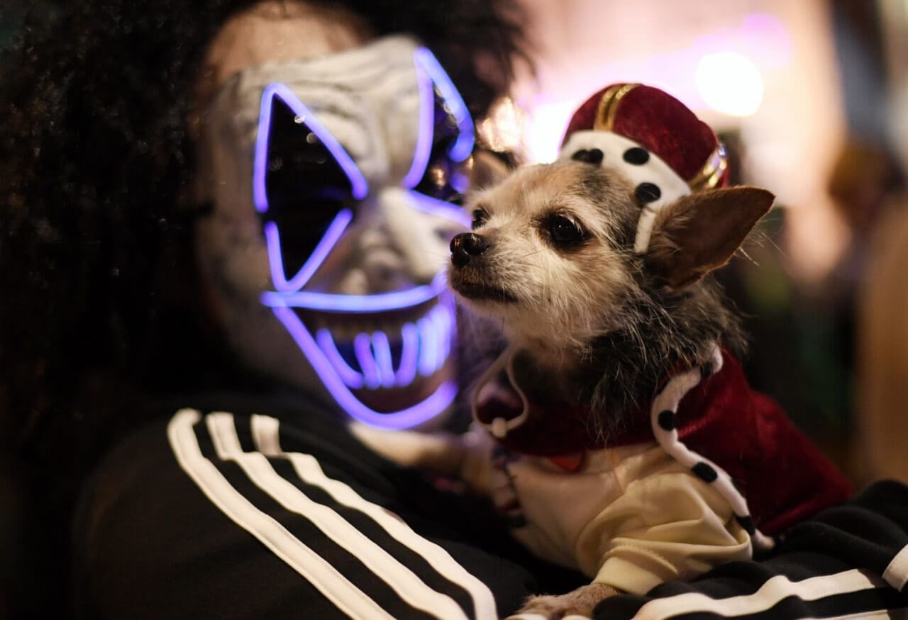 萬聖節 2026 | 17 套超可愛狗狗Halloween服裝,每套都能成為焦點